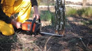 Best Tree Trimming and Pruning  in Heyworth, IL